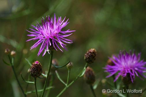 Purple Wildflowers & Buds_50113.jpg - Photographed near Orillia, Ontario, Canada.